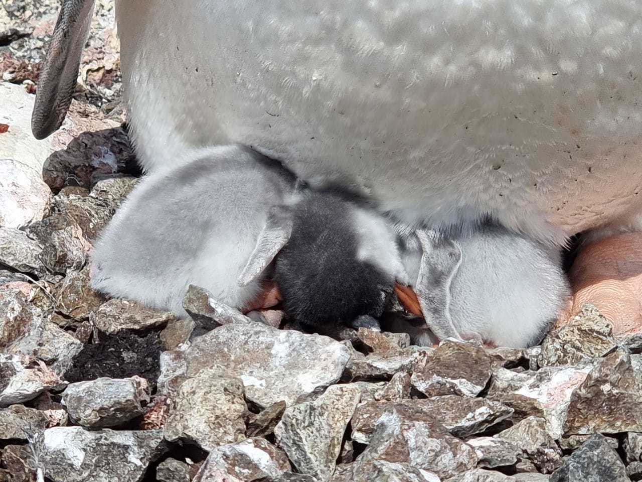 пінгвіни галерея