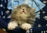 котеня засинає на ходу