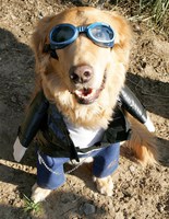 собаки в костюмах