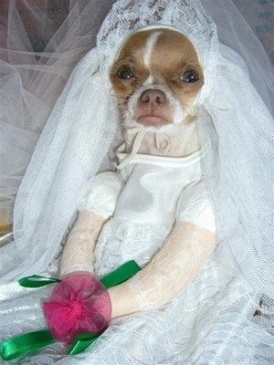 Ржачные собаки