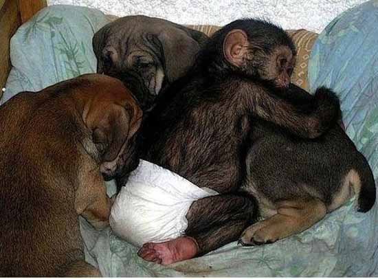 Трогательные фото шимпанзе и собаки