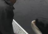 Касатка играет с дрессировщиком