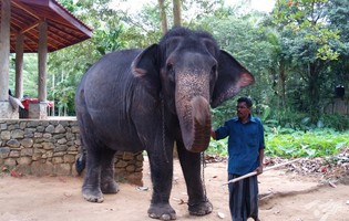 Шрі-Ланка відкрила туристичний сезон