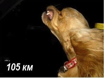 Собака которая любит скорость