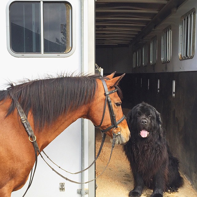 Собаки и лошадь