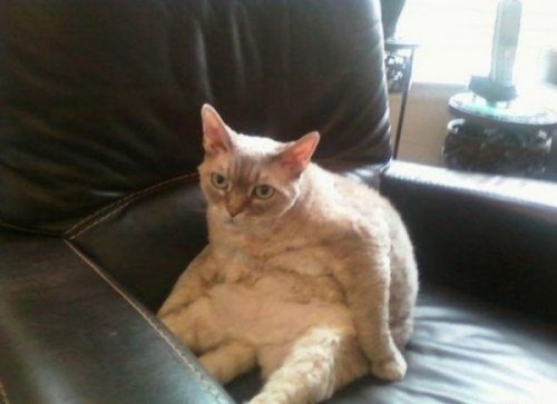 Вездесущие коты