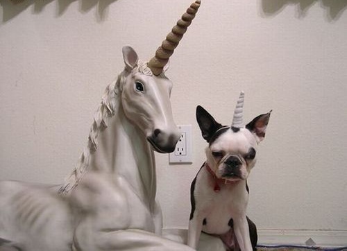 Ржачные собаки