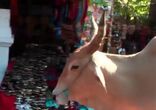 Дневной рынок Гоа, Индия - Day market Goa, India