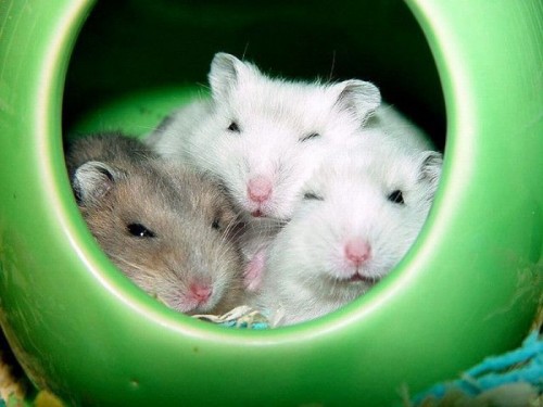 В мире животных