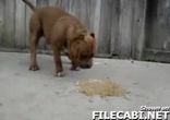 pitbull-breeding