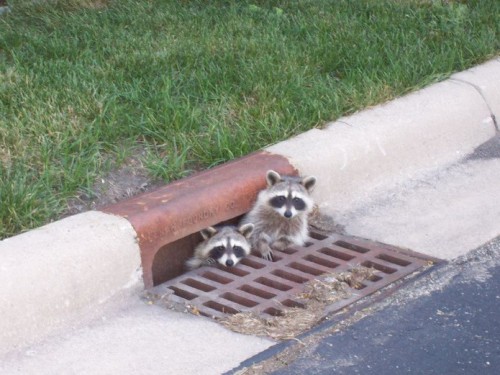 Смешные животные