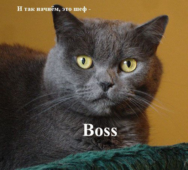 Операция "Пятница"