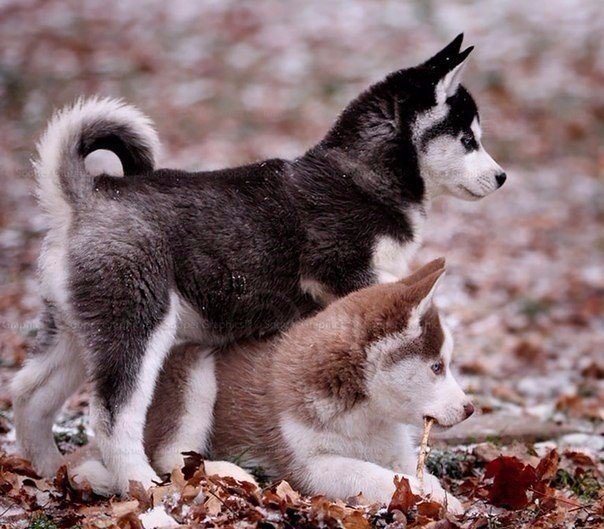 Самые очаровательные хаски