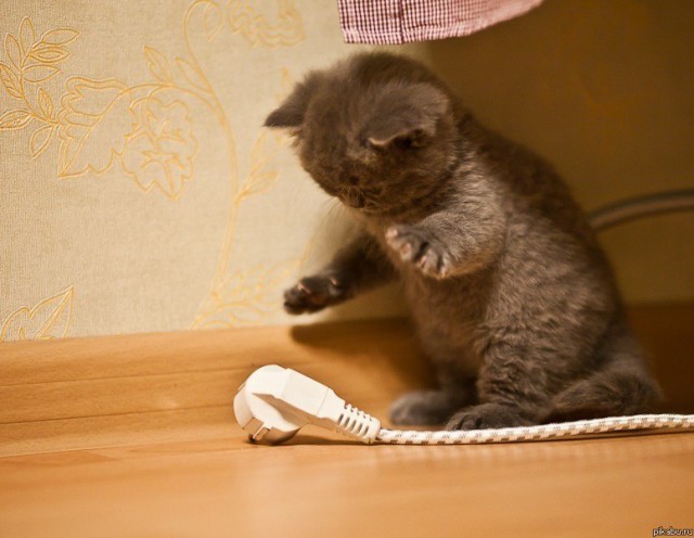 Смешные котики