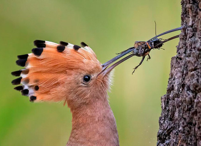 Bird Photographer Of The Year 2019