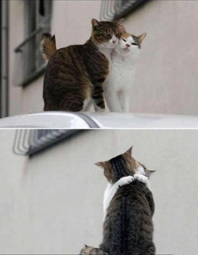 Кошачья любовь