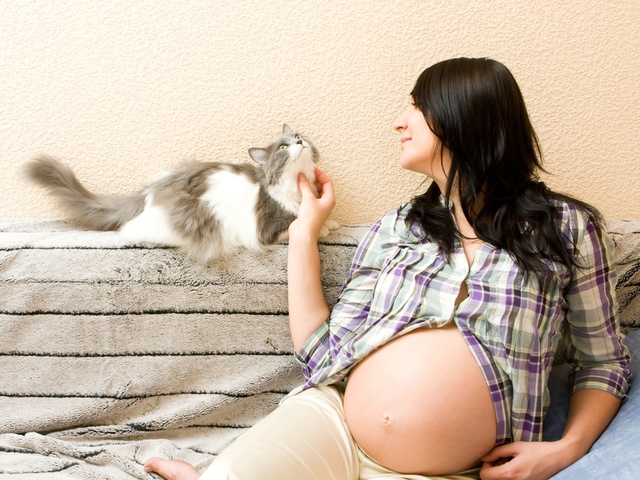 Болезни от кошек опасные при беременности thumbnail