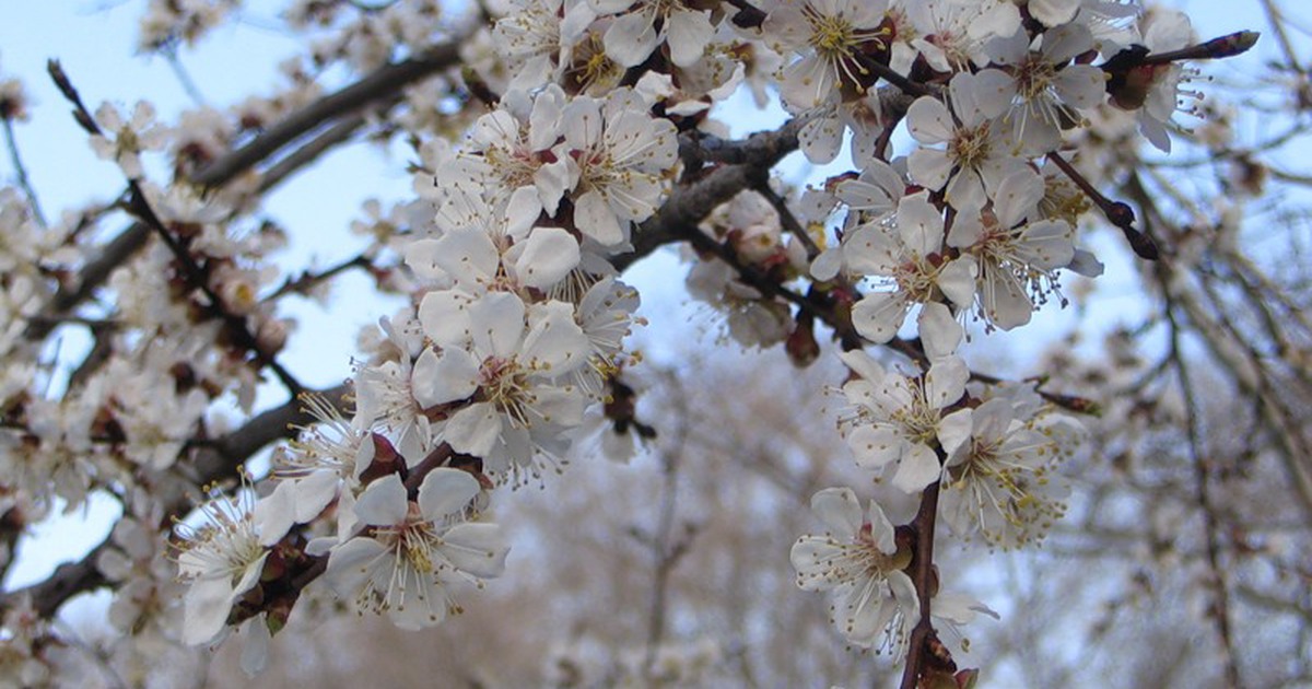 Зацветать форум. Деревья весной. Цветение деревьев России. Весеннее дерево. Цветущие деревья в апреле в Москве.