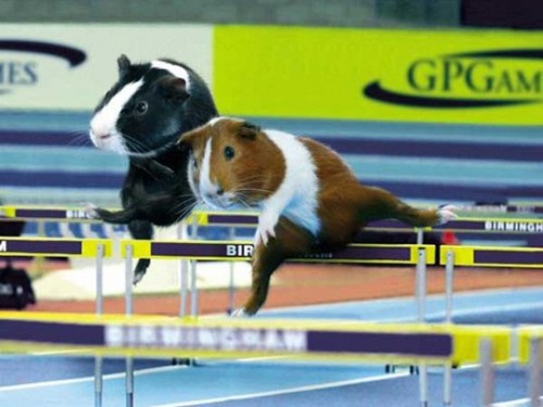 Свинья олимпиада