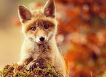 animals animals