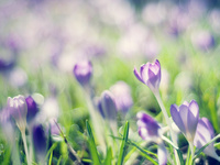 Сиреневое поле