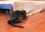 Котёнок напугал кошку и был наказан
