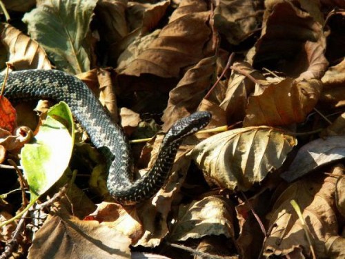 Животные из Чернобыля