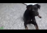 Расстрел животных!