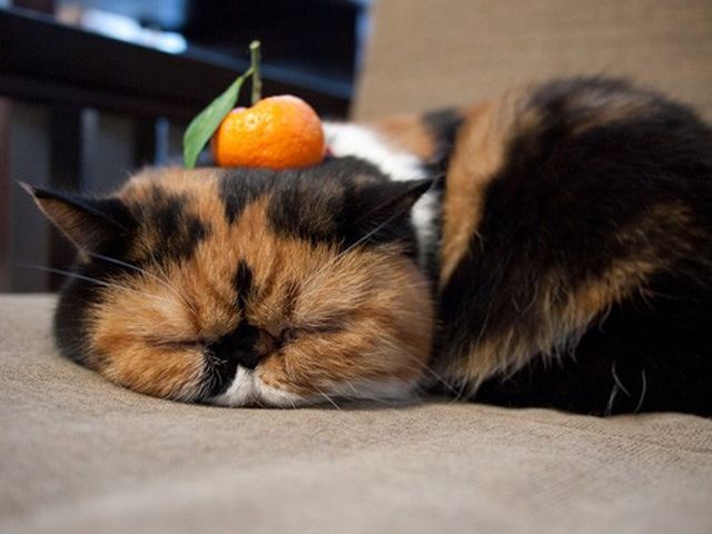 Няшные зверушки