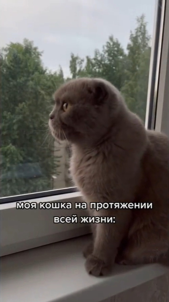 Кот: "Окно офигенное!"