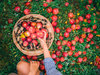 Яблучний Спас 2021: красиві привітання в прозі з картинками