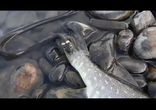 Уж ворует щуку у рыбака