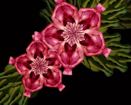 Картины из голых тел