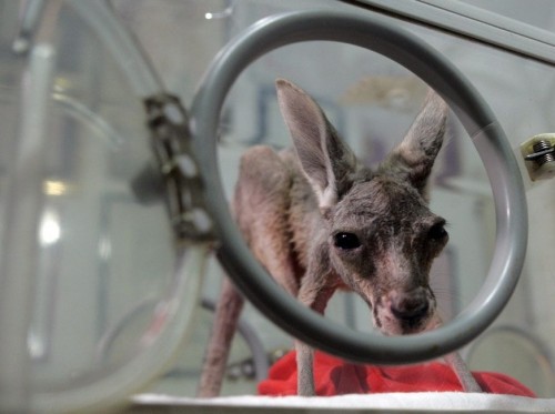 Диковинная фауна