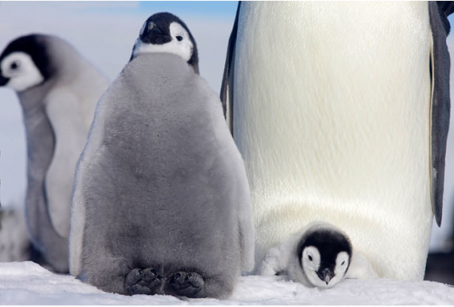 Пингвинята 