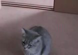 Умоляющий котик