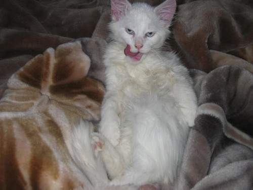 Ленивые животные