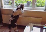 Живут как кошка с собакой