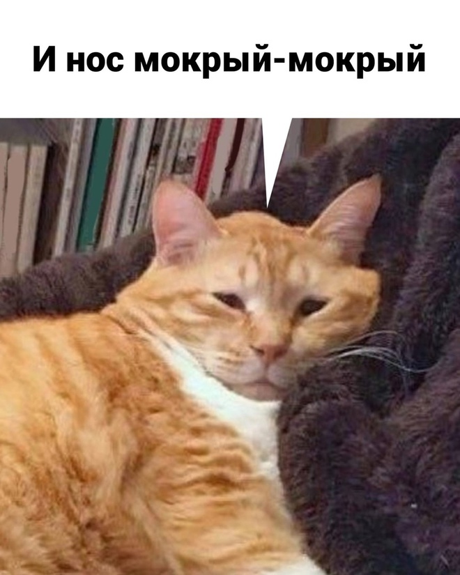 Котик и работа