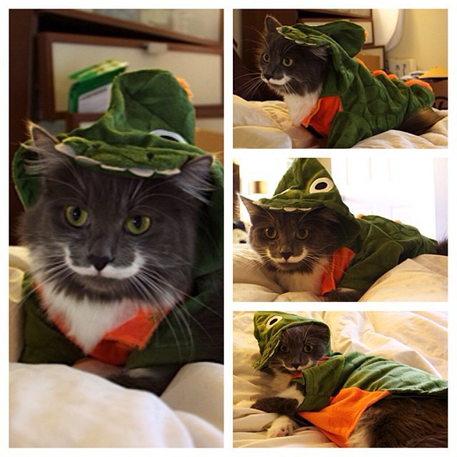 КотикиКотики