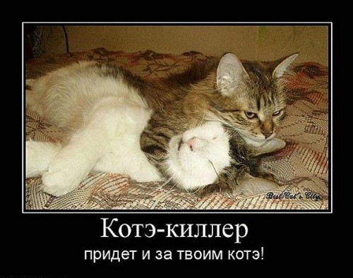 Демотиваторы про котэ