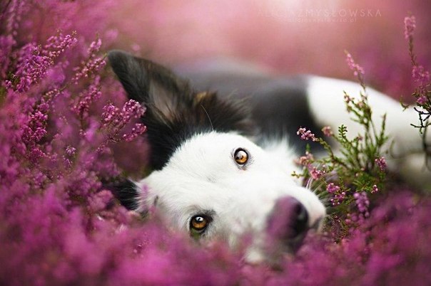 Бесподобные снимки собак от Алисии Змысловски