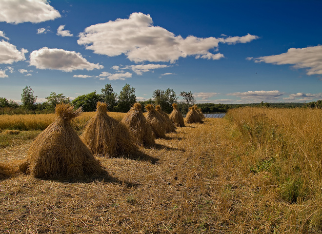 скирды сена