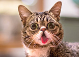 Lil Bub Lil Bub