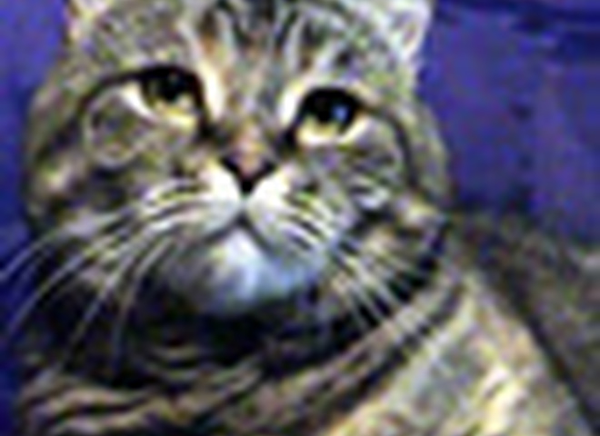 Как кошку  закрыли на корабле...