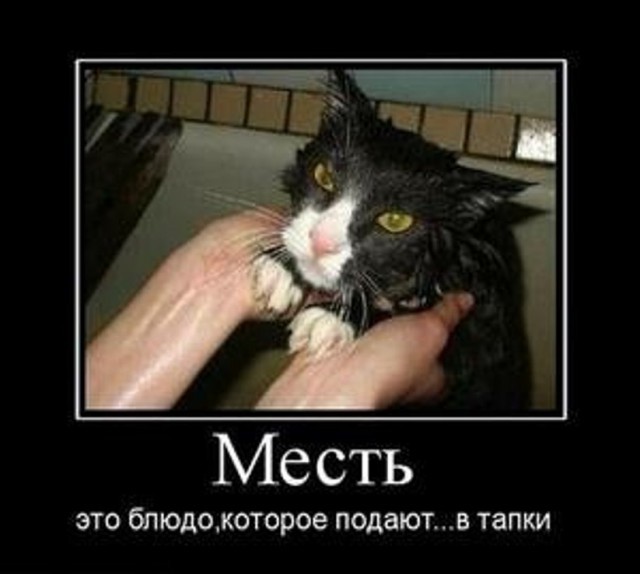 Демотиваторы про котов