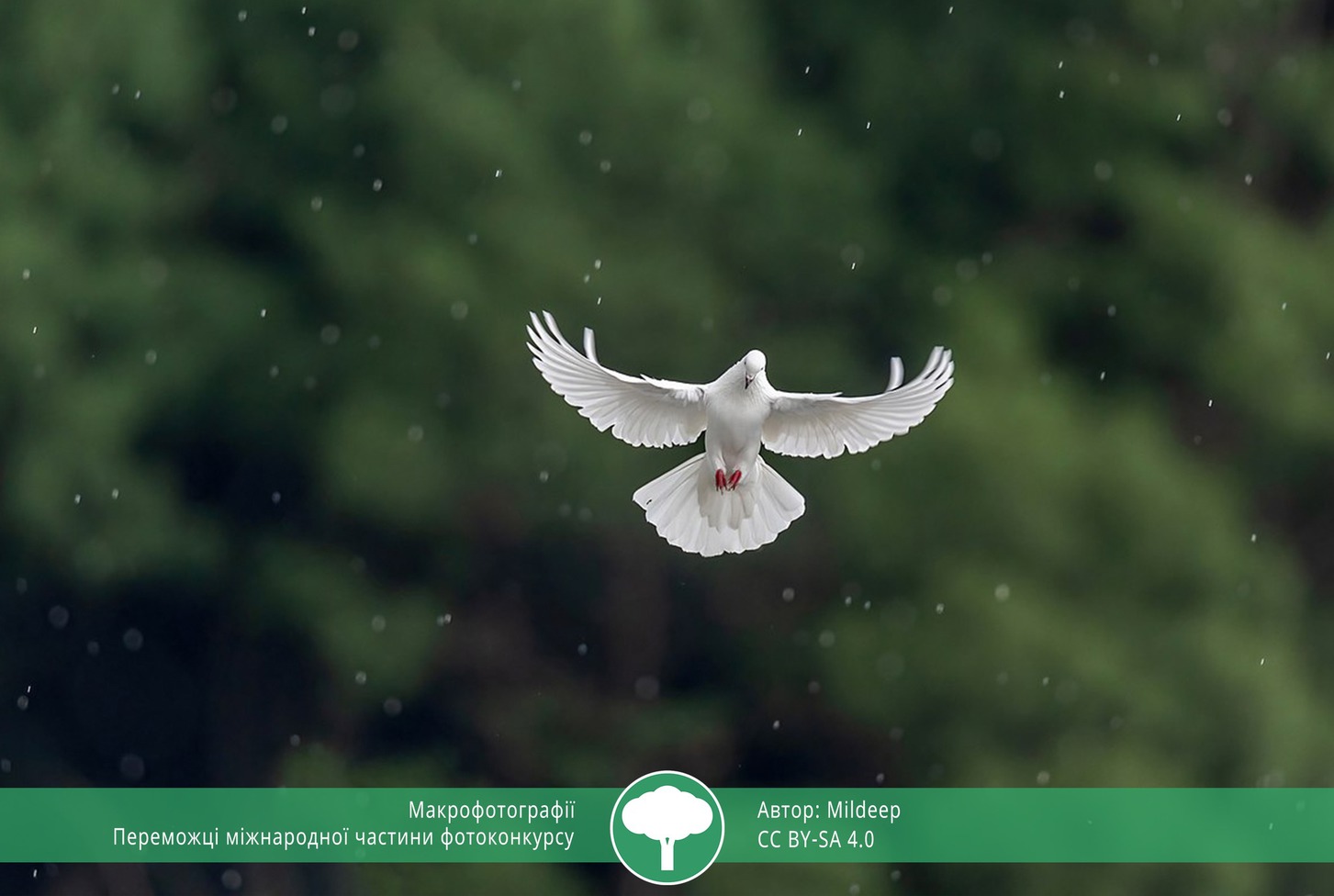 найкращі фото природи 2021