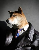 Menswear Dog