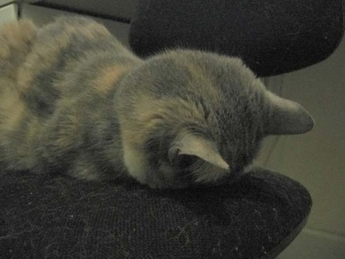 Работаю над стрессоустойчивостью