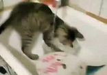 Кот моет посуду